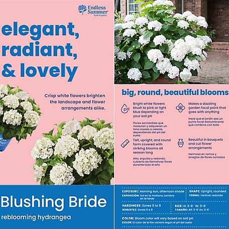 Blushing Bride Hydrangea - 1 Gallon Pot