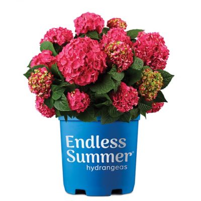 Endless Summer 1 gal. Summer Crush Hydrangea Shrub