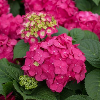 Image showing  1 gal. Potted Summer Crush Hydrangea Shrub
