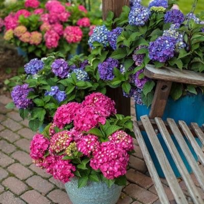 Image showing  1 gal. Potted Summer Crush Hydrangea Shrub