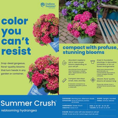 Image showing 5 th Endless Summer 1 gal. Potted Red/Purple Summer Crush Hydrangea Shrub Bush