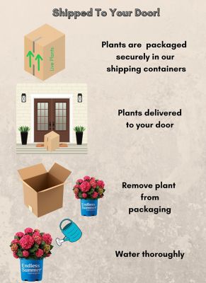 Image showing 7 th Endless Summer 1 gal. Potted Red/Purple Summer Crush Hydrangea Shrub Bush