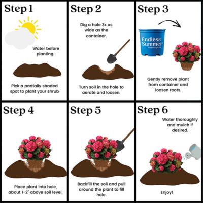 Image showing 8 th Endless Summer 1 gal. Potted Red/Purple Summer Crush Hydrangea Shrub Bush