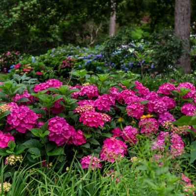 Image showing  2 gal. Potted Red/Purple Summer Crush Hydrangea Shrub Bush