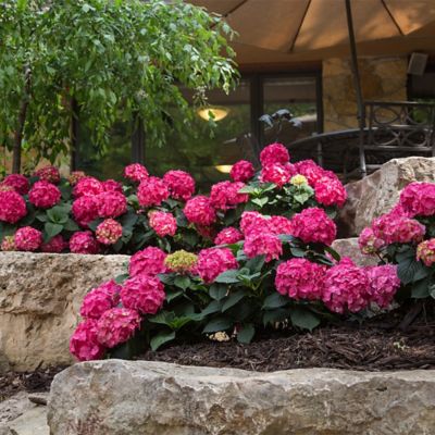 Image showing  2 gal. Potted Red/Purple Summer Crush Hydrangea Shrub Bush
