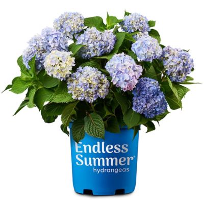 Endless Summer 1 gal. Potted Original Hydrangea Shrub