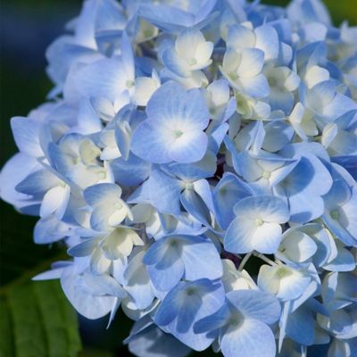 Image showing  1 gal. Potted Original Hydrangea Shrub