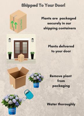 Image showing 7 th Endless Summer 1 gal. Potted Original Hydrangea Shrub