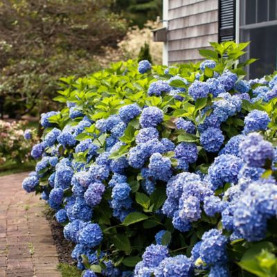 Image showing  2 gal. Potted Original Hydrangea Shrub