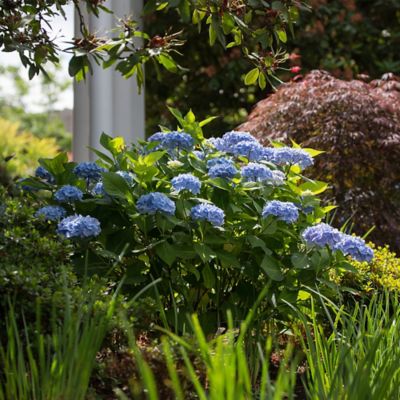 Image showing  2 gal. Potted Original Hydrangea Shrub