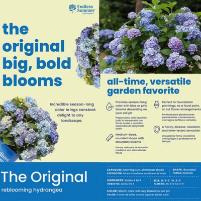 Image showing 5 th Endless Summer 2 gal. Potted Original Hydrangea Shrub