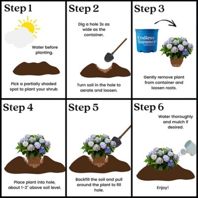 Image showing 8 th Endless Summer 2 gal. Potted Original Hydrangea Shrub