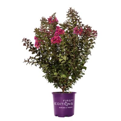 First Editions 2 gal. Plum Magic Crape Myrtle Shrub