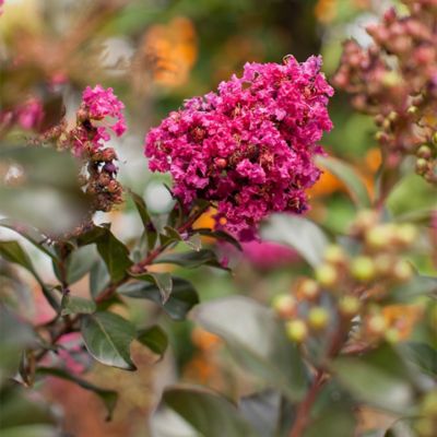 Image showing  2 gal. Plum Magic Crape Myrtle Shrub