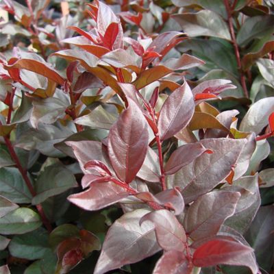 Image showing  2 gal. Plum Magic Crape Myrtle Shrub
