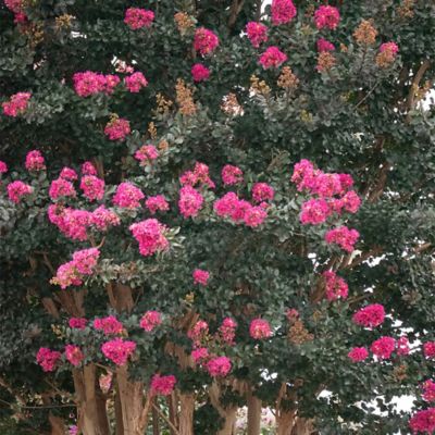 Image showing  2 gal. Plum Magic Crape Myrtle Shrub