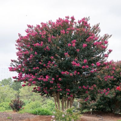 Image showing  2 gal. Plum Magic Crape Myrtle Shrub