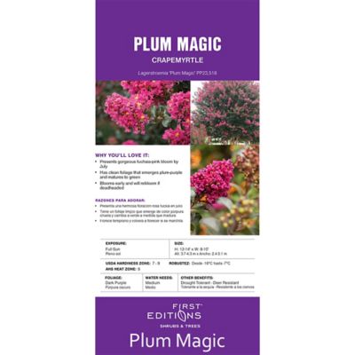Image showing 5 th First Editions 2 gal. Plum Magic Crape Myrtle Shrub
