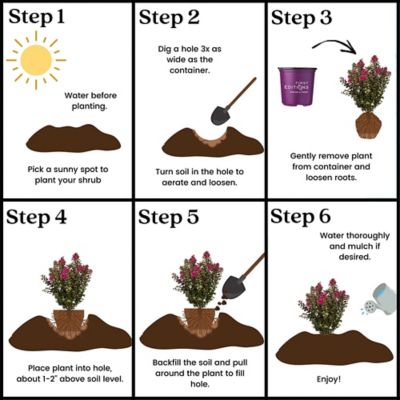Image showing 8 th First Editions 2 gal. Plum Magic Crape Myrtle Shrub