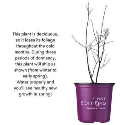 Image showing 9 th First Editions 2 gal. Plum Magic Crape Myrtle Shrub