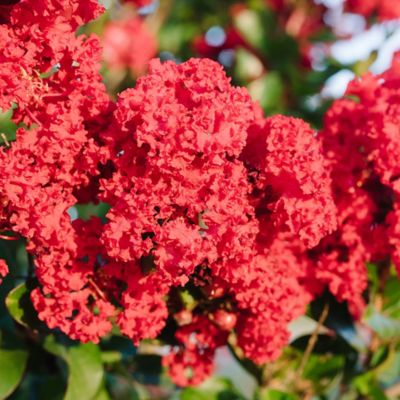 Image showing  2 gal. Potted Ruffled Red Magic Crape Myrtle Shrub