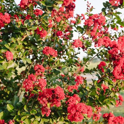 Image showing  2 gal. Potted Ruffled Red Magic Crape Myrtle Shrub