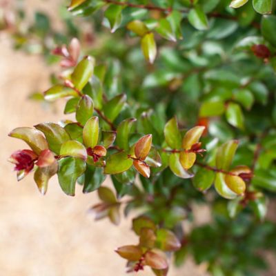 Image showing  2 gal. Potted Ruffled Red Magic Crape Myrtle Shrub