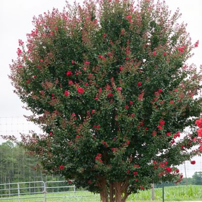 Image showing  2 gal. Potted Ruffled Red Magic Crape Myrtle Shrub