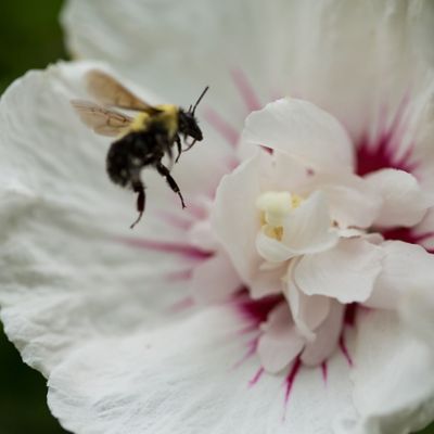 Image showing  2 gal. Potted Bali Hibiscus Shrub