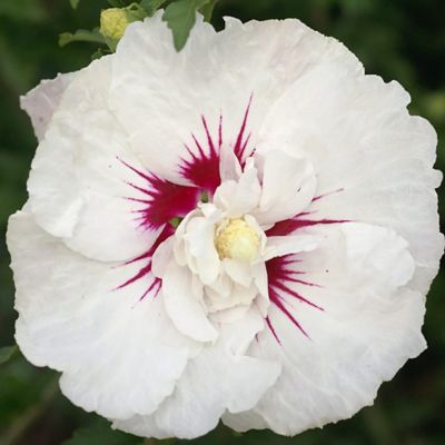 Image showing  2 gal. Potted Bali Hibiscus Shrub