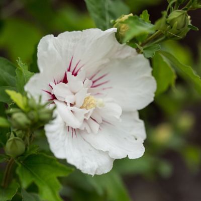 Image showing  2 gal. Potted Bali Hibiscus Shrub