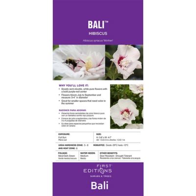 Image showing  2 gal. Potted Bali Hibiscus Shrub