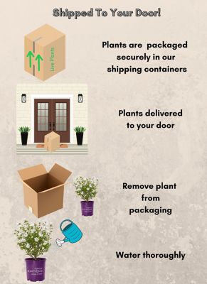 Image showing 6 th First Editions 2 gal. Potted Bali Hibiscus Shrub