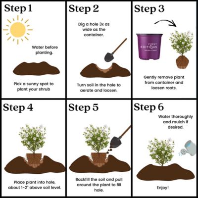 Image showing 7 th First Editions 2 gal. Potted Bali Hibiscus Shrub