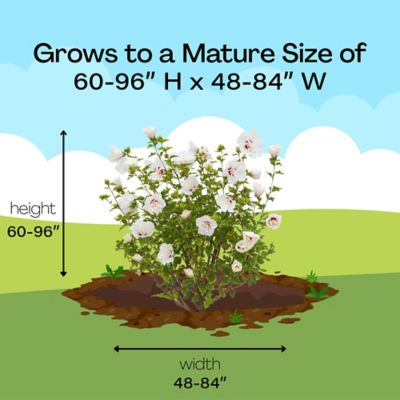 Image showing 8 th First Editions 2 gal. Potted Bali Hibiscus Shrub