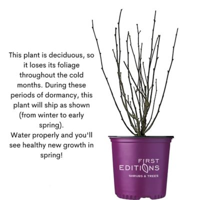 Image showing 9 th First Editions 2 gal. Potted Bali Hibiscus Shrub