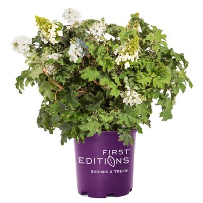 First Editions 2 gal. Potted Jetstream Hydrangea Shrub