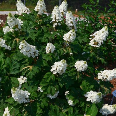 Image showing  2 gal. Potted Jetstream Hydrangea Shrub