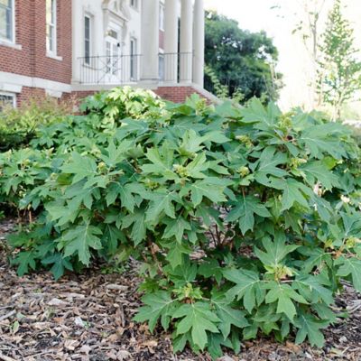 Image showing  2 gal. Potted Jetstream Hydrangea Shrub