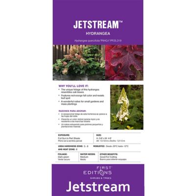 Image showing  2 gal. Potted Jetstream Hydrangea Shrub