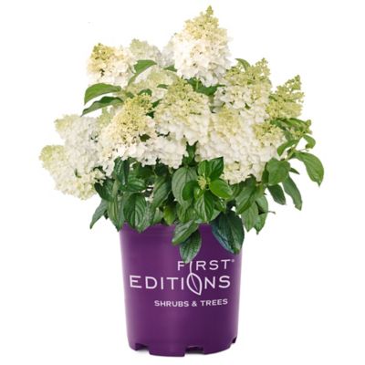 First Editions 2 Gal. Little Hottie Hydrangea Shrub