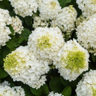 Image showing  2 gal. Potted Little Hottie Hydrangea Shrub