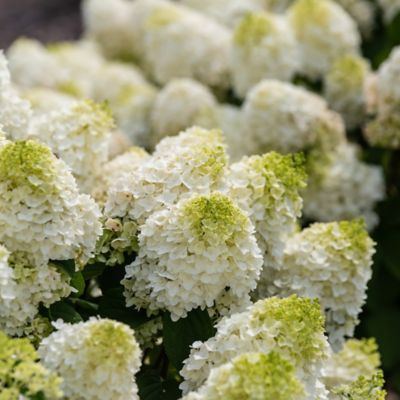 Image showing  2 gal. Potted Little Hottie Hydrangea Shrub