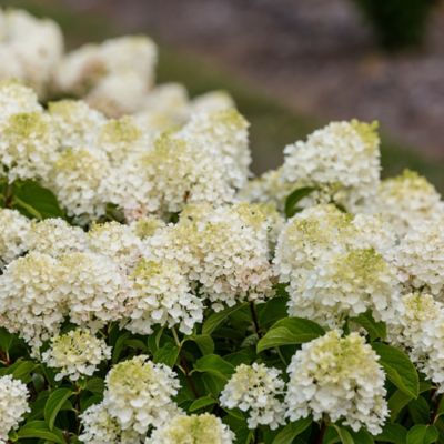 Image showing  2 gal. Potted Little Hottie Hydrangea Shrub