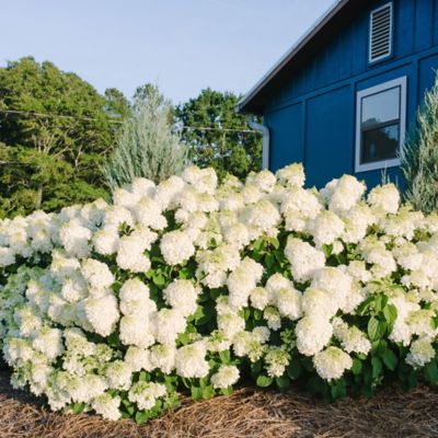 Image showing  2 gal. Potted Little Hottie Hydrangea Shrub