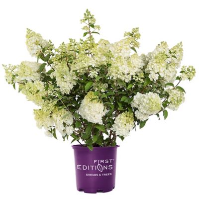 First Editions 2 gal. Potted Strawberry Sundae Hydrangea Shrub