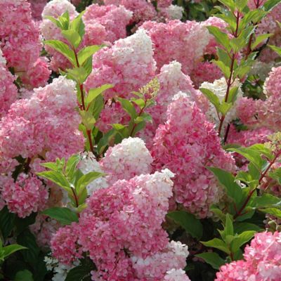 Image showing  3 gal. Potted White/Pink Vanilla Strawberry Hydrangea Shrub Bush