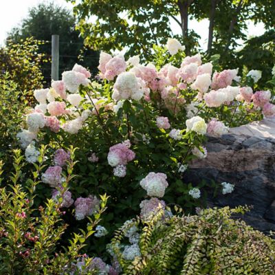 Image showing  3 gal. Potted White/Pink Vanilla Strawberry Hydrangea Shrub Bush
