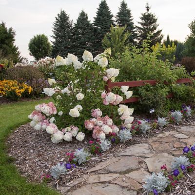 Image showing  3 gal. Potted White/Pink Vanilla Strawberry Hydrangea Shrub Bush