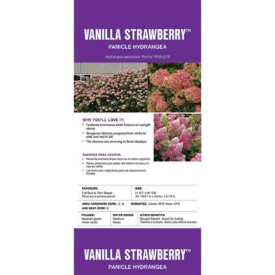 Image showing  3 gal. Potted White/Pink Vanilla Strawberry Hydrangea Shrub Bush